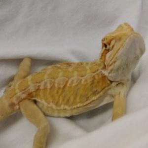 Meet your Posher, Bella